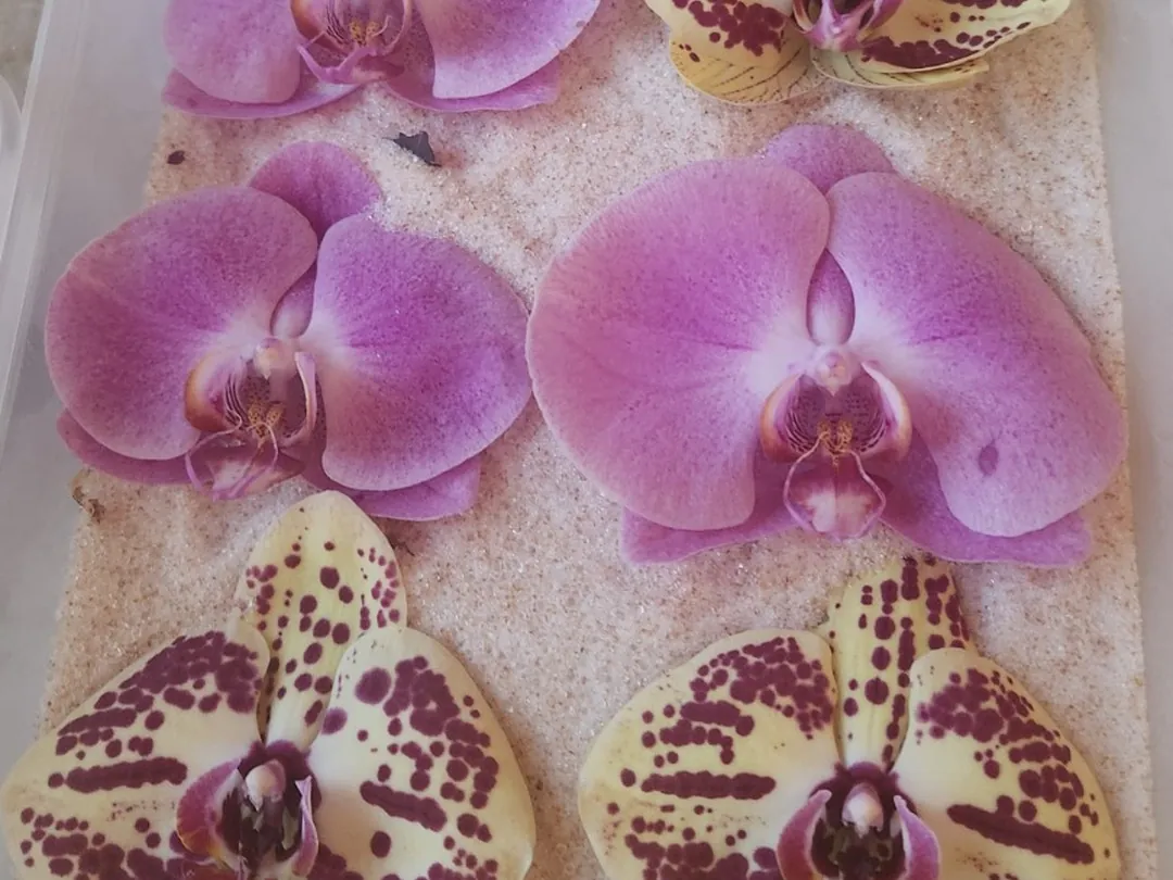 Orquídeas rosas y moteadas secándose sobre arena