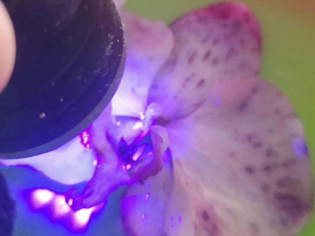 Pétalo de orquídea bajo la luz de la lámpara de curado de la resina